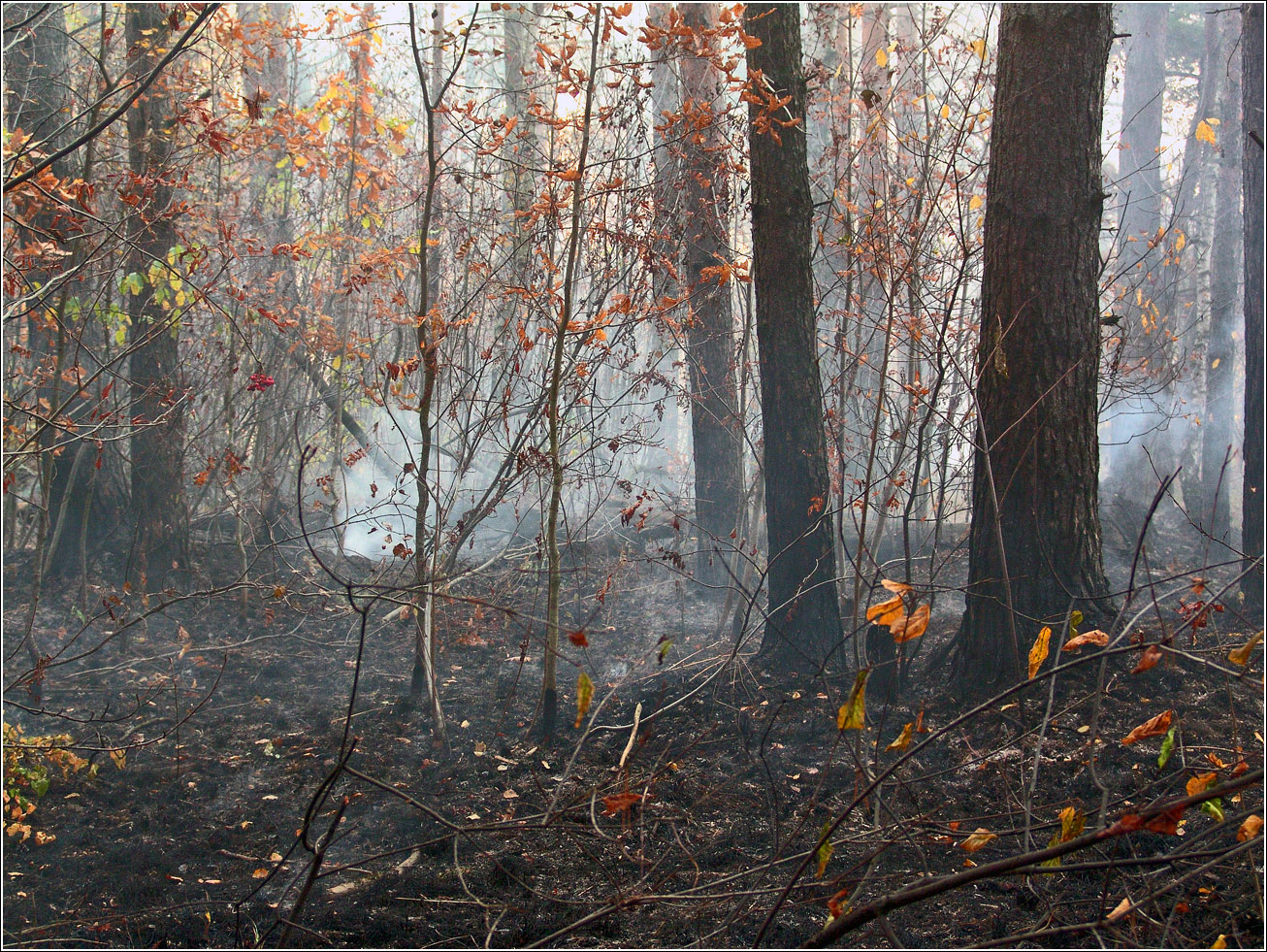 Окрестности Хрипани, image of landscape/habitat.