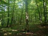 Агармышский лес, image of landscape/habitat.