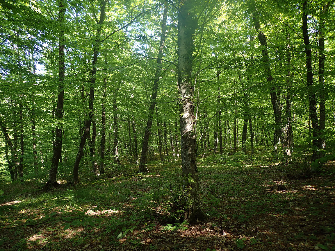 Агармышский лес, image of landscape/habitat.