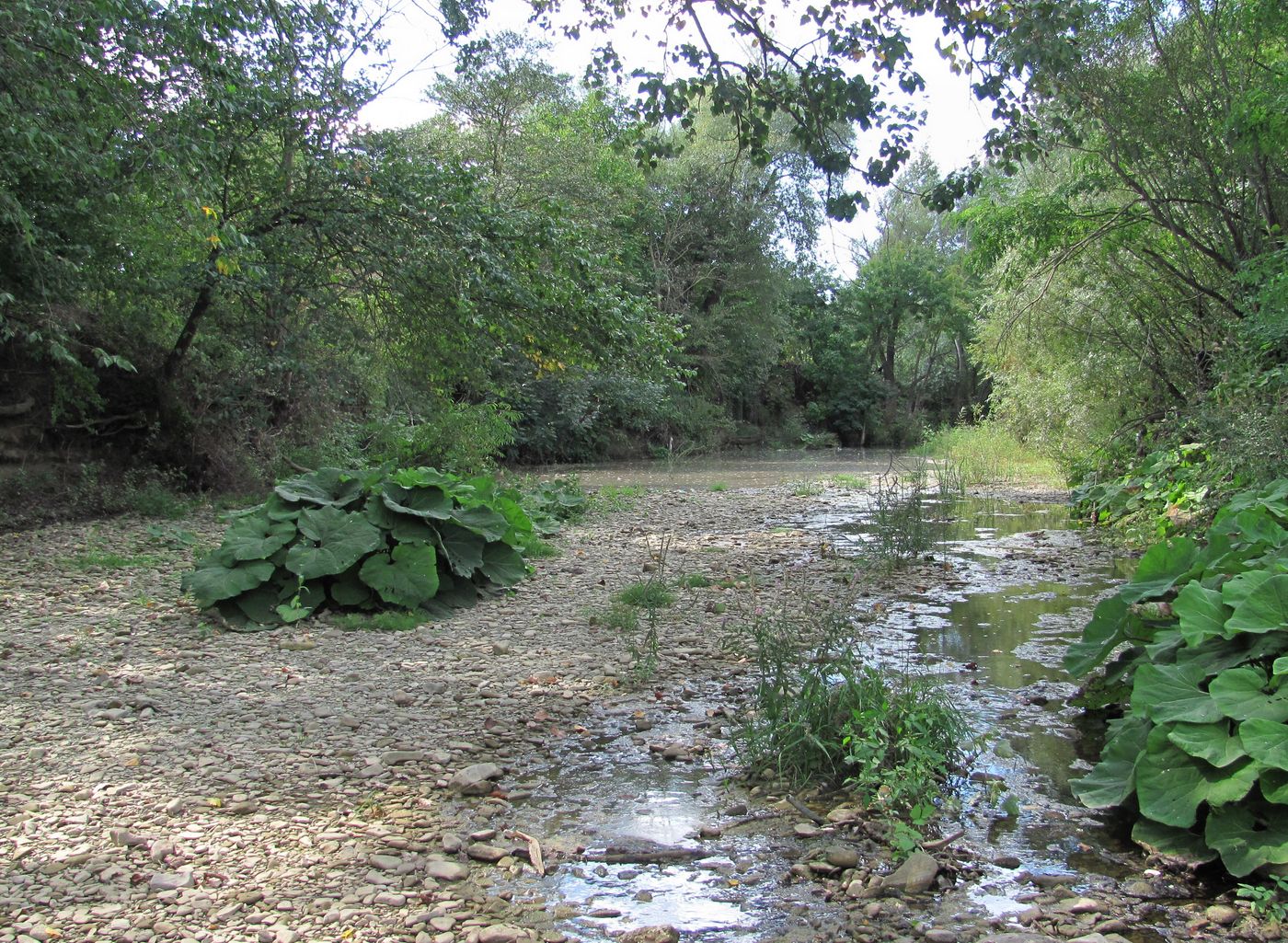 Холмская, image of landscape/habitat.