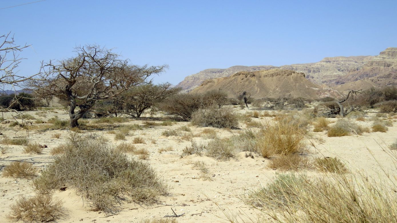 Эмек Арава, image of landscape/habitat.