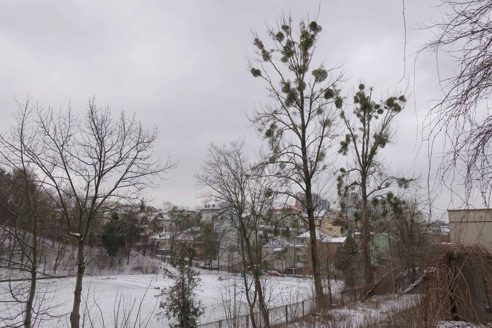 Дендропарк Львовского ЛТУ, image of landscape/habitat.