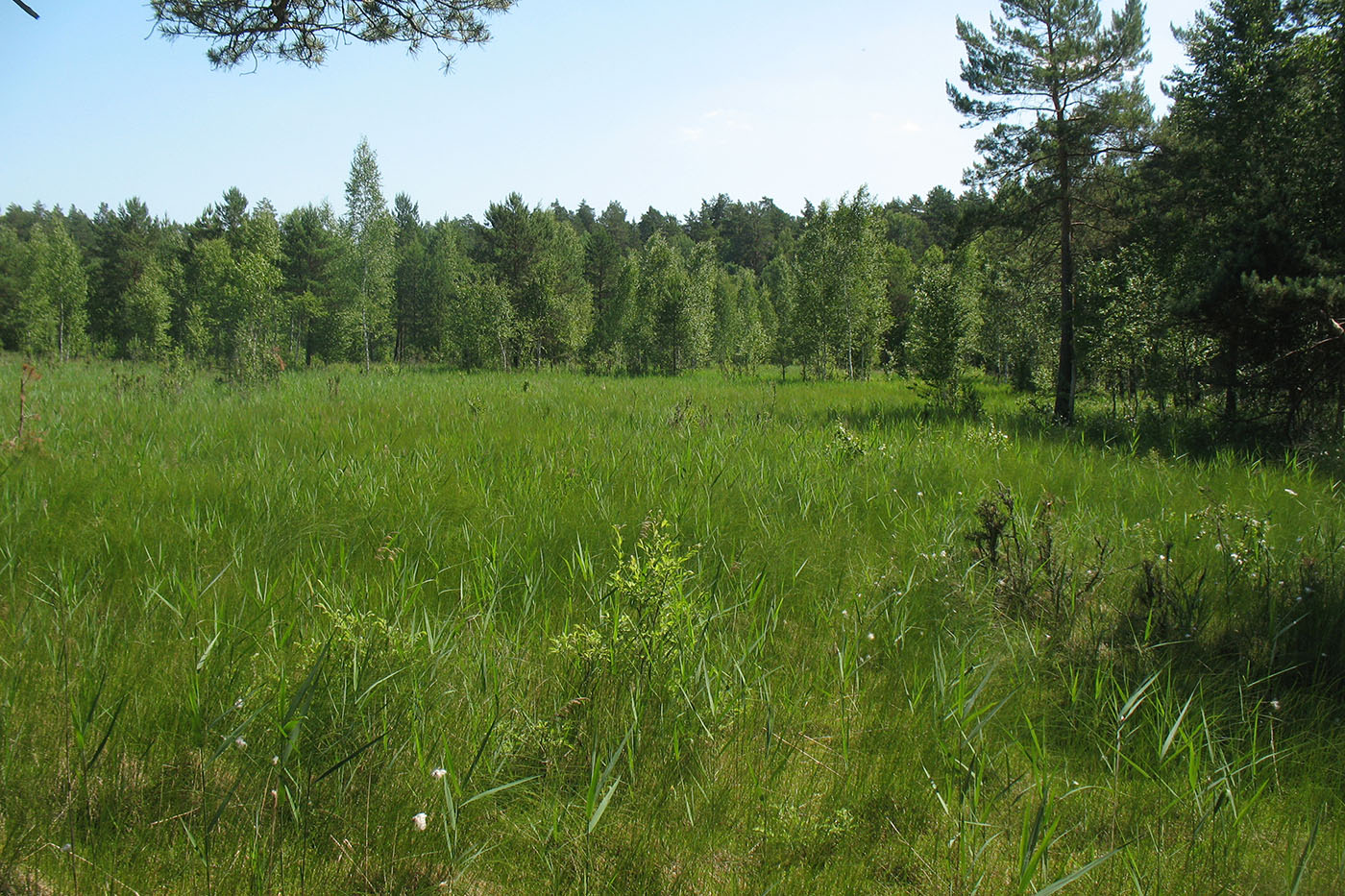 Приокско-Террасный заповедник, image of landscape/habitat.