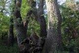 Самурский лес, изображение ландшафта.