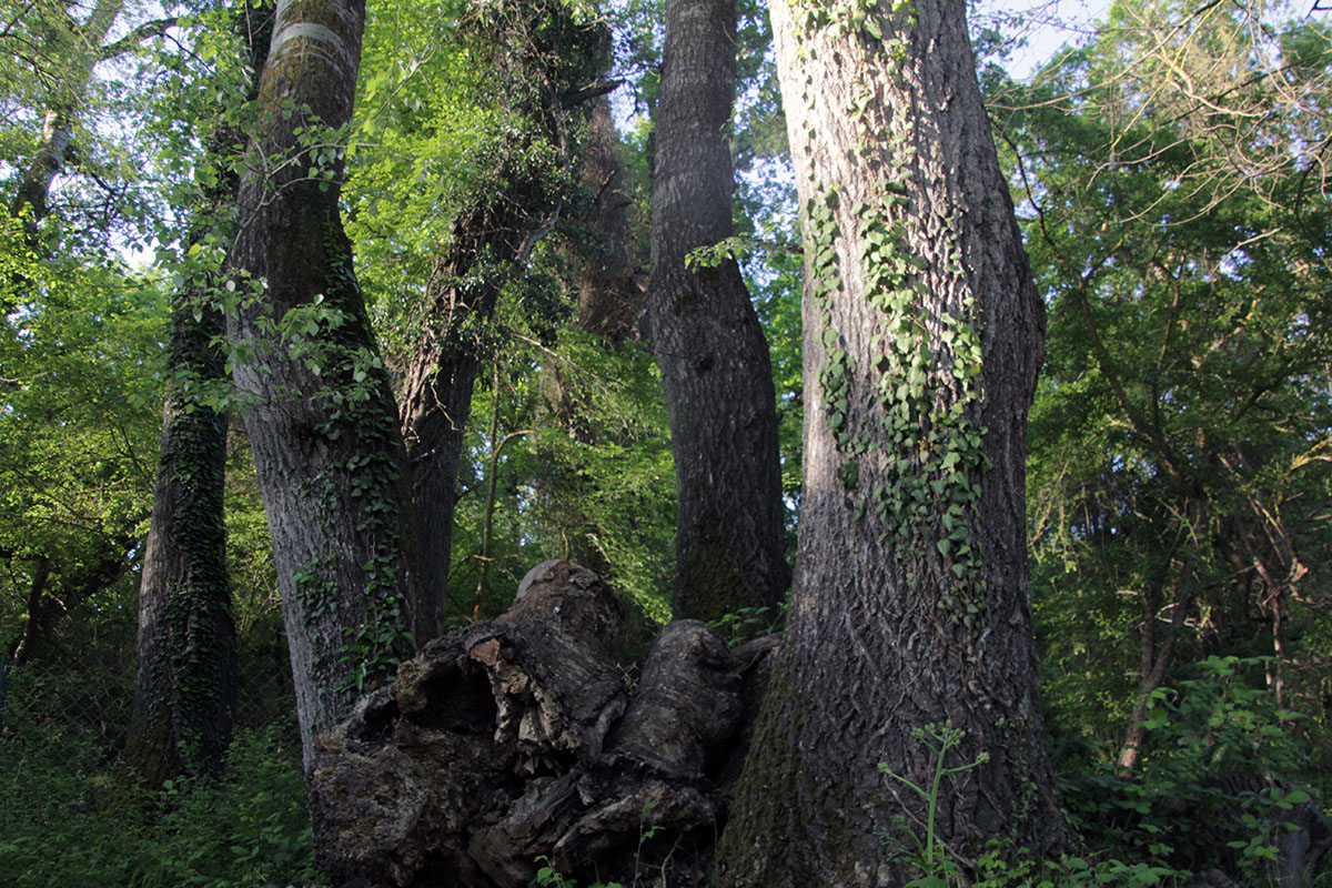 Самурский лес, image of landscape/habitat.