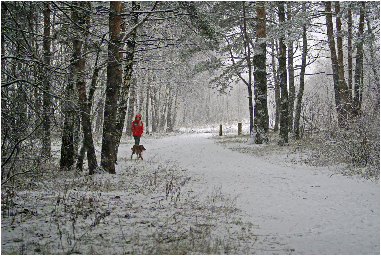 Жулебинский лес, image of landscape/habitat.