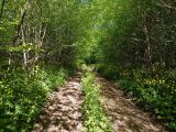 Агармышский лес, image of landscape/habitat.