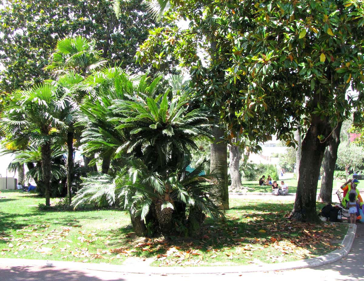 Канны, image of landscape/habitat.