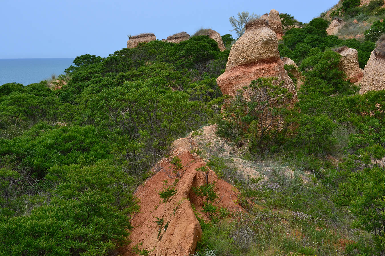 Любимовка, image of landscape/habitat.