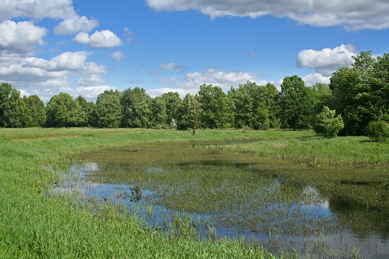 Иж-Бобья, image of landscape/habitat.