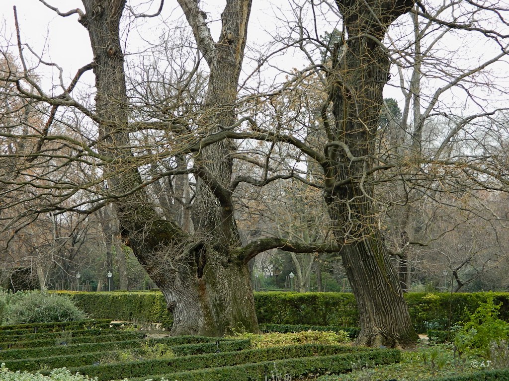 Real Jardín Botánico de Madrid, image of landscape/habitat.