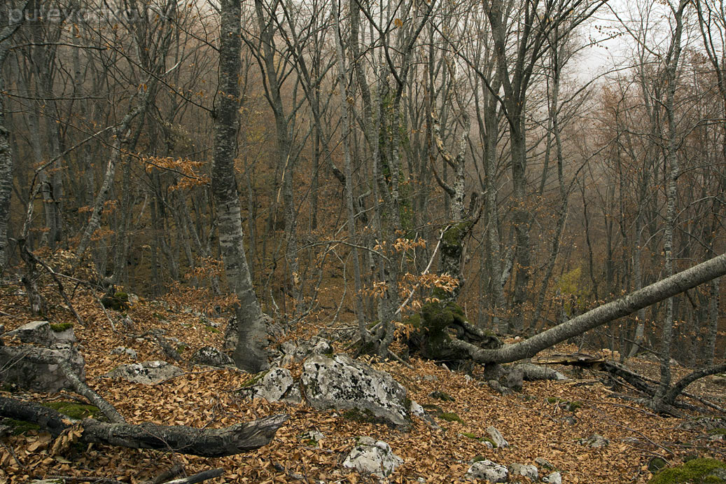 Урочище Парагильмен, image of landscape/habitat.