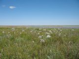 Кургальждинский заповедник, image of landscape/habitat.