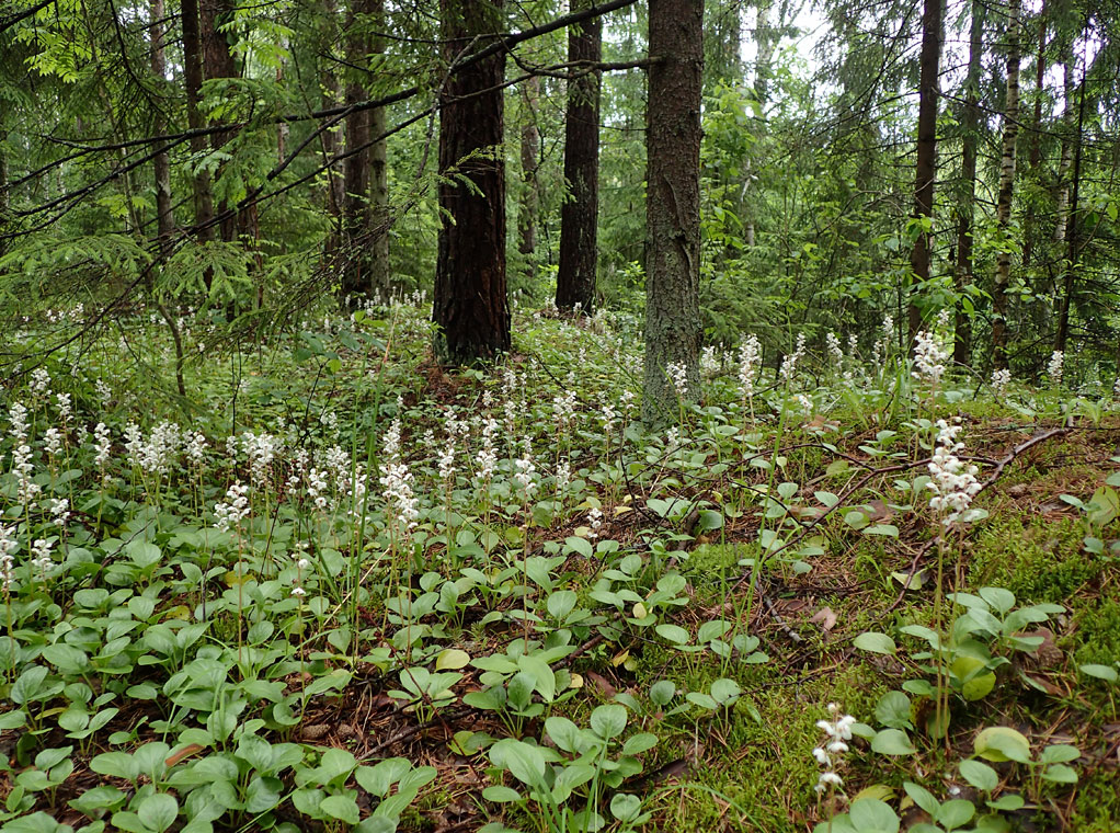 Запрудня, image of landscape/habitat.