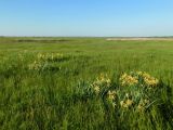 Кугей и его окрестности, image of landscape/habitat.