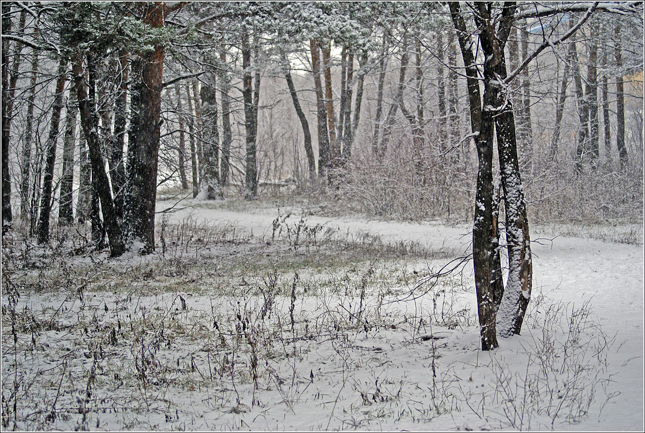 Жулебинский лес, image of landscape/habitat.