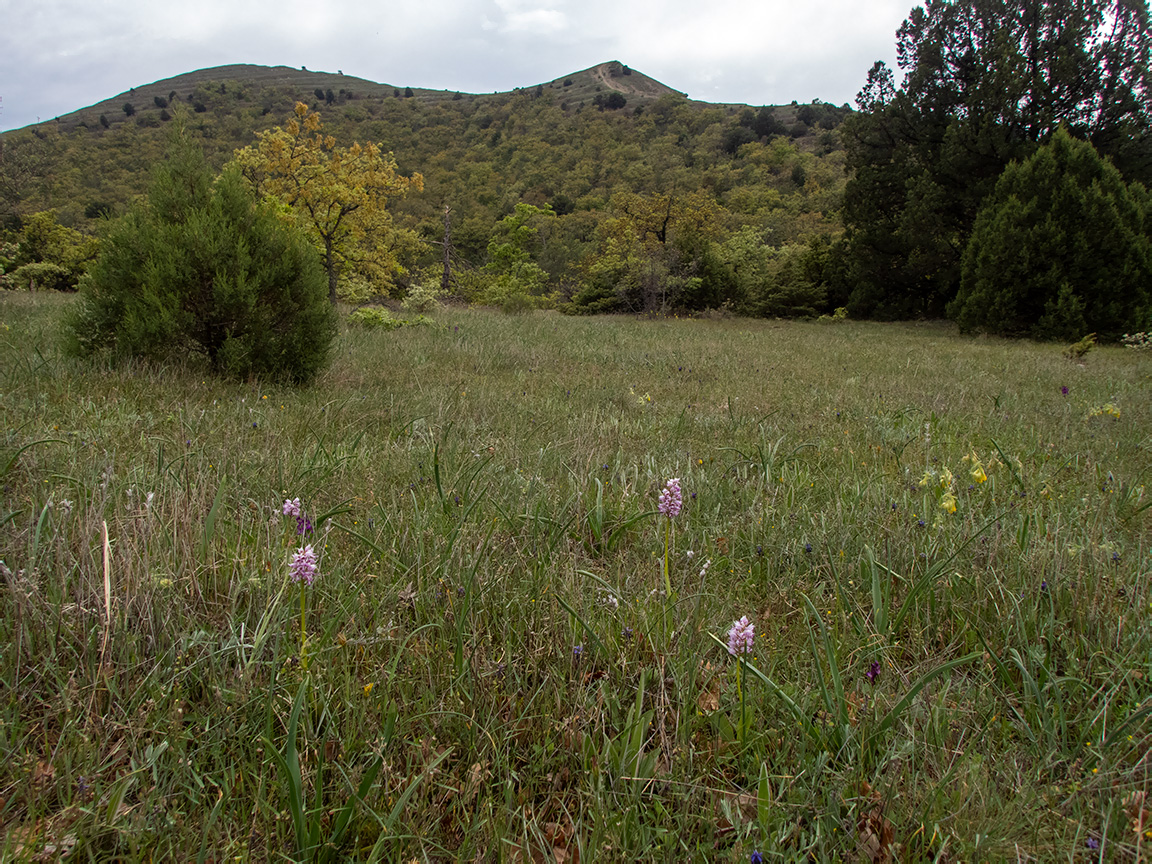 Хребет Токлук-Сырт, image of landscape/habitat.