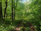 Агармышский лес, image of landscape/habitat.