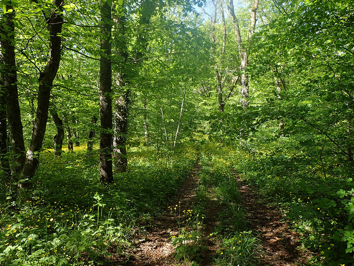Агармышский лес, image of landscape/habitat.