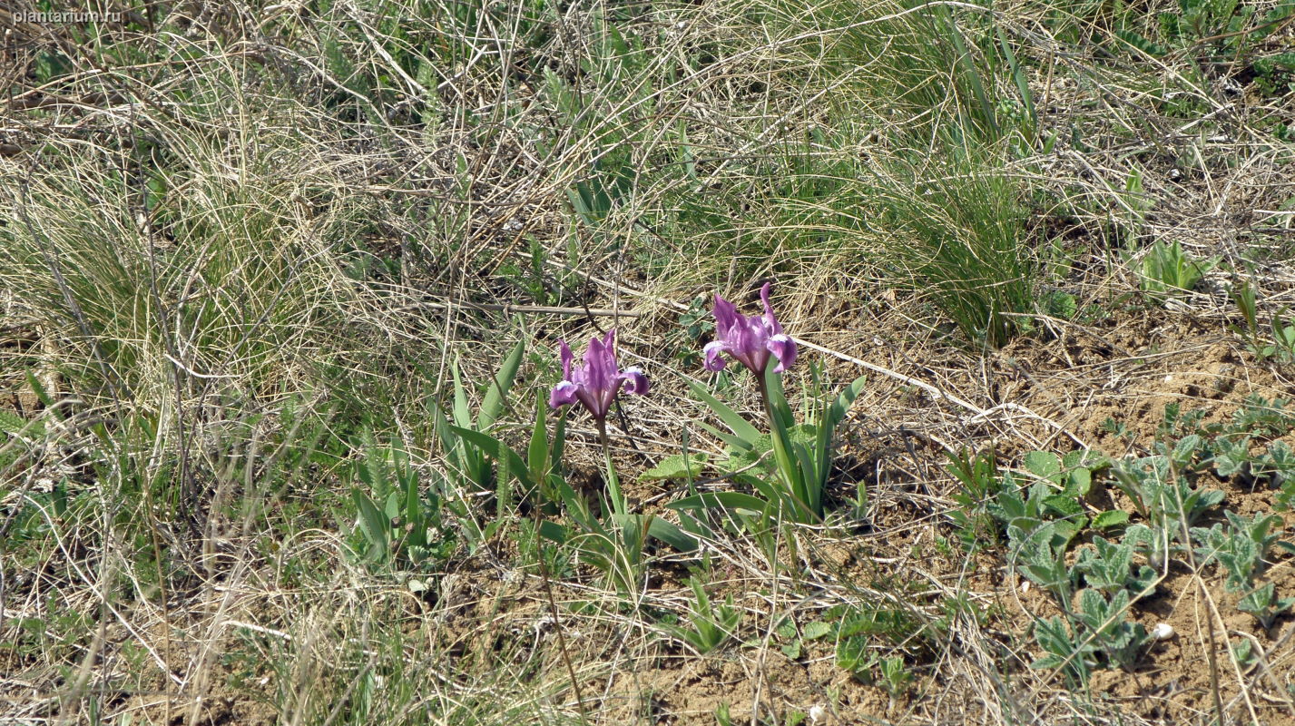 Кущёвский заказник, image of landscape/habitat.