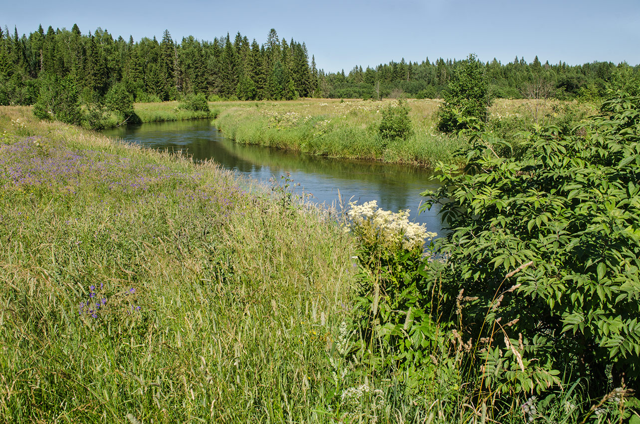 Окрестности деревни Боковая, image of landscape/habitat.