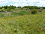 Посёлок Солнечный, балка., image of landscape/habitat.