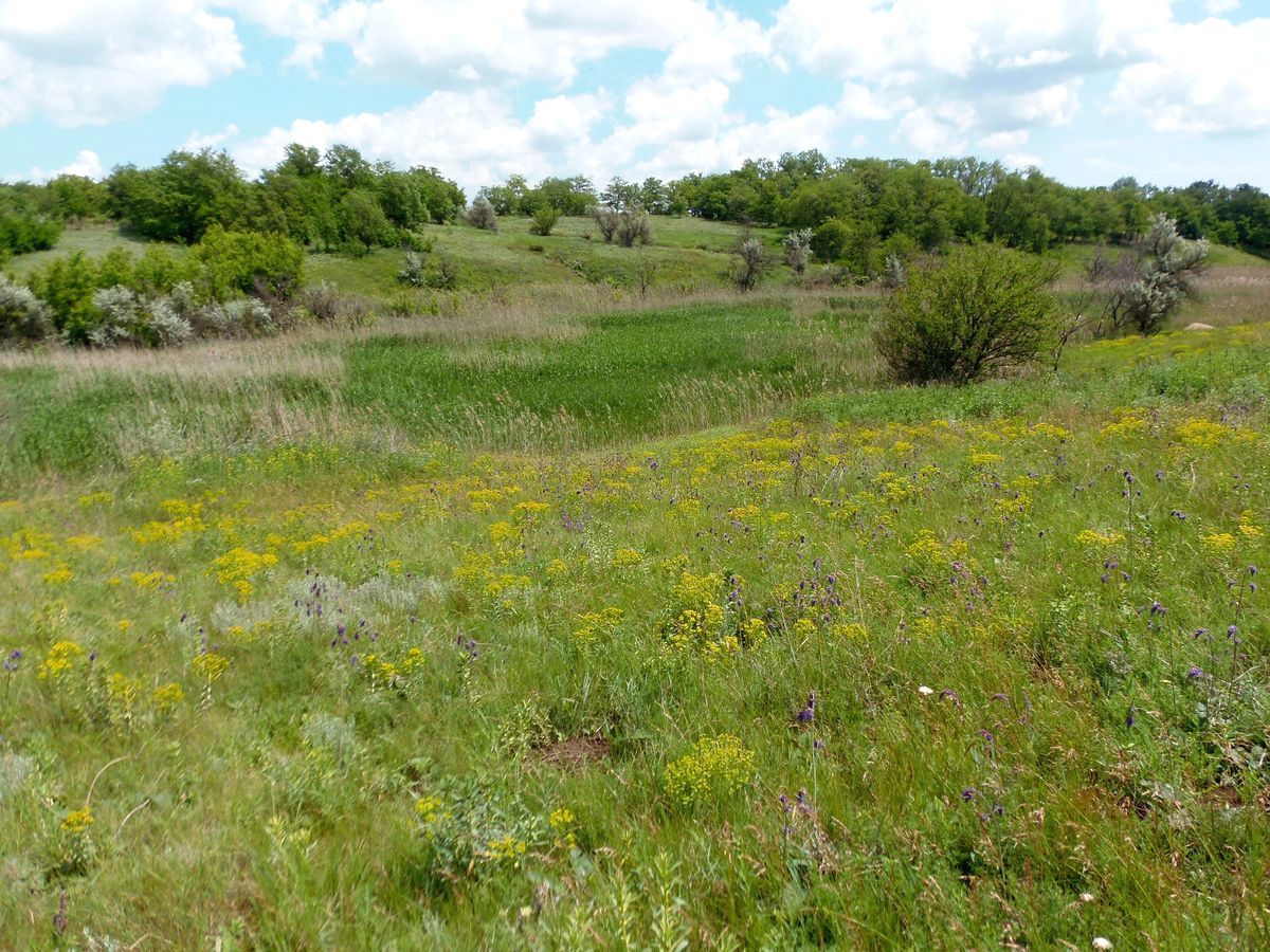 Посёлок Солнечный, балка., image of landscape/habitat.