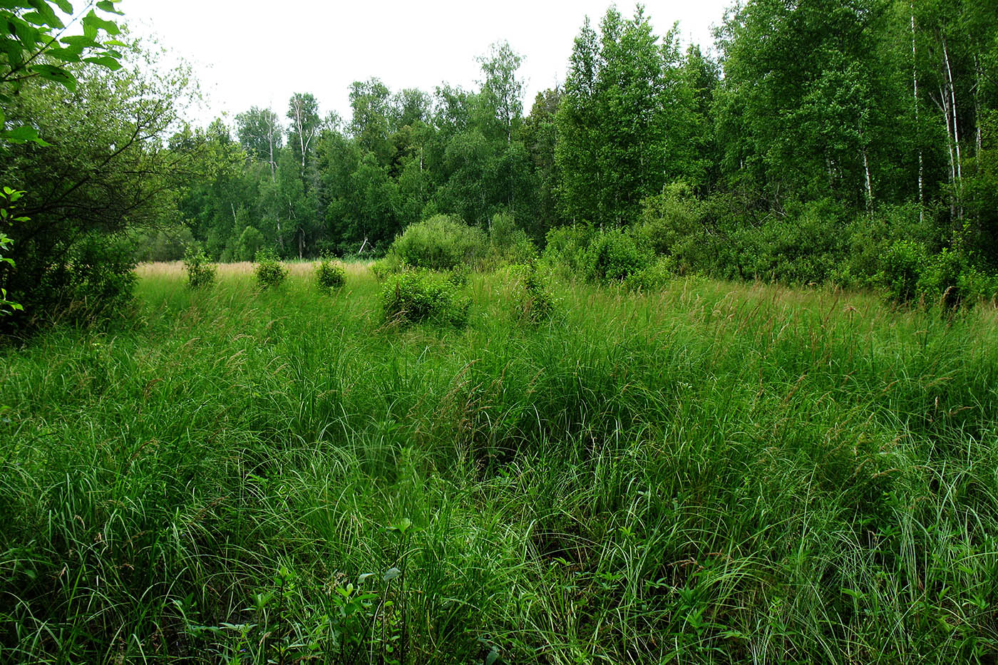 Приокско-Террасный заповедник, image of landscape/habitat.