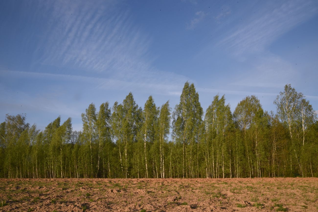 Окрестности деревни Чёлохово, image of landscape/habitat.