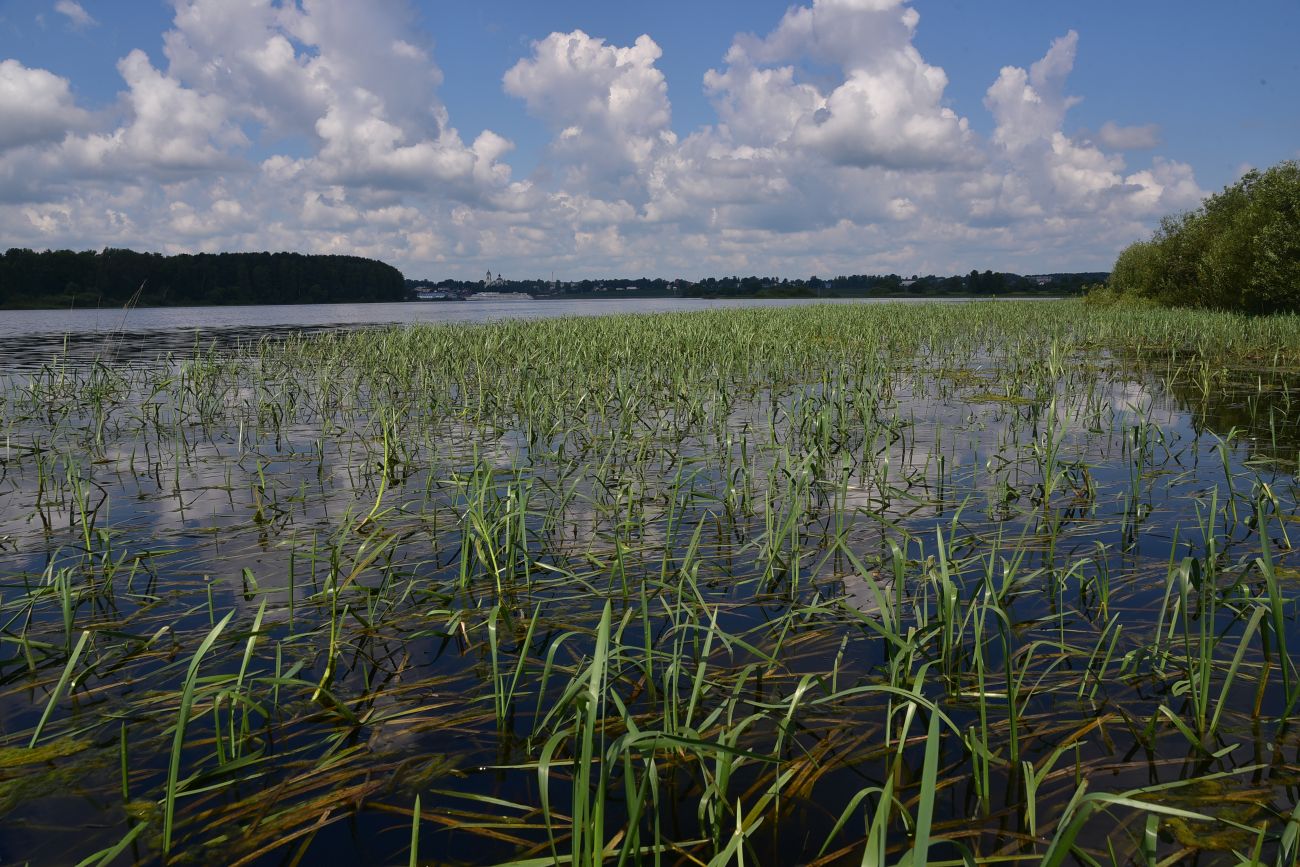Устье реки Юхоть, image of landscape/habitat.