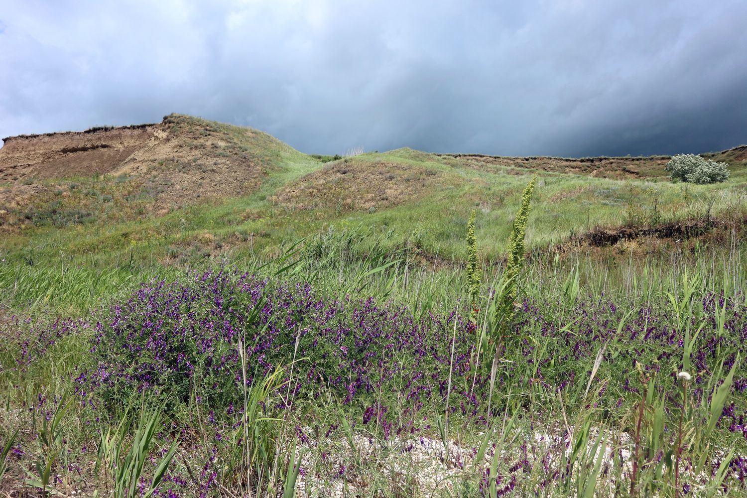 Витязевский лиман, image of landscape/habitat.