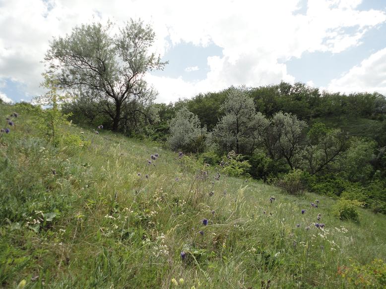 Ново-Андрияшевский заказник, image of landscape/habitat.