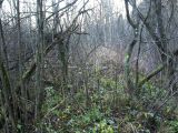 Низино, image of landscape/habitat.