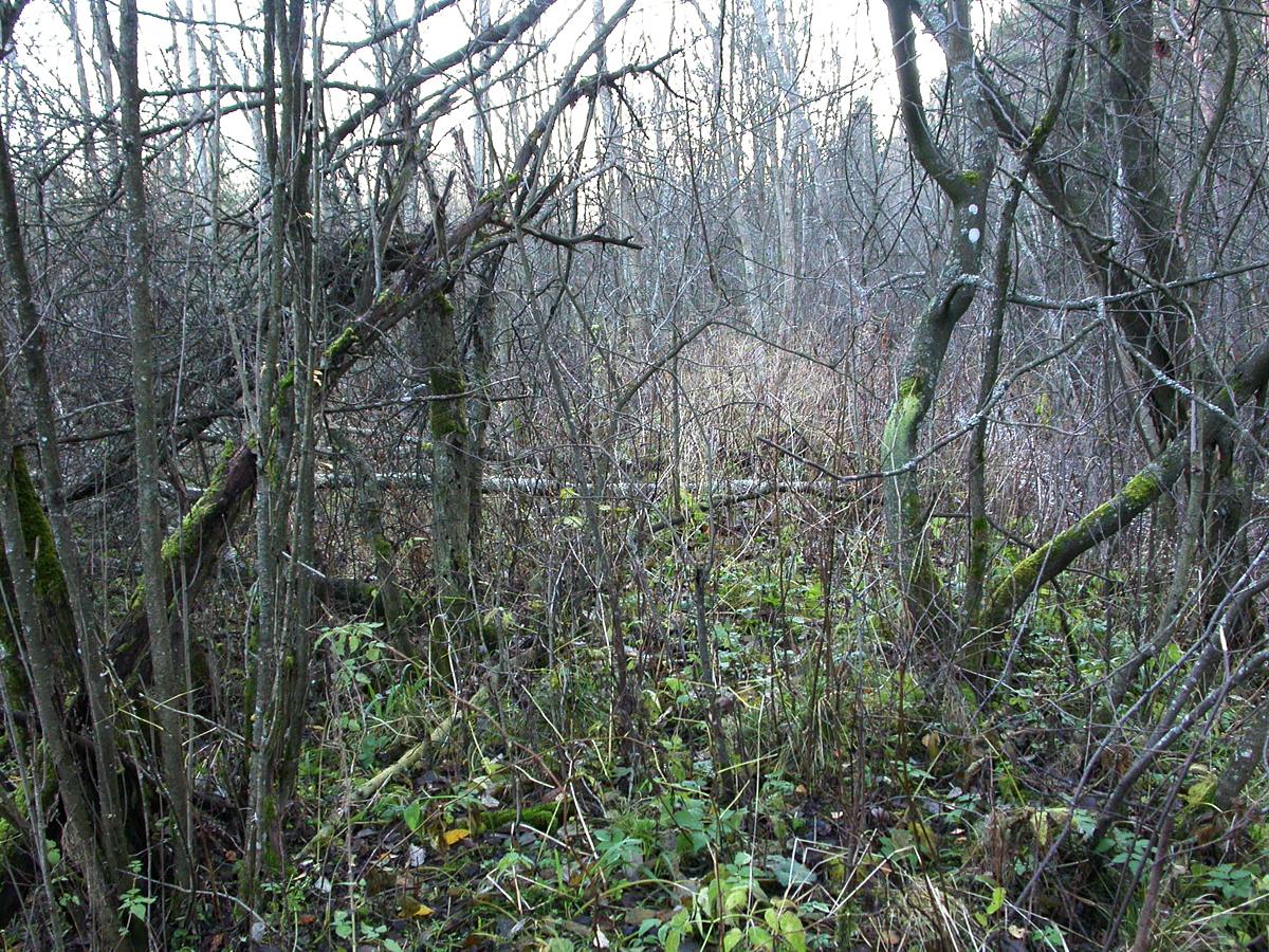 Низино, image of landscape/habitat.