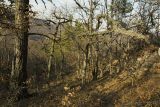 Image of landscape