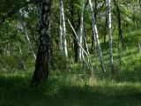 Image of landscape