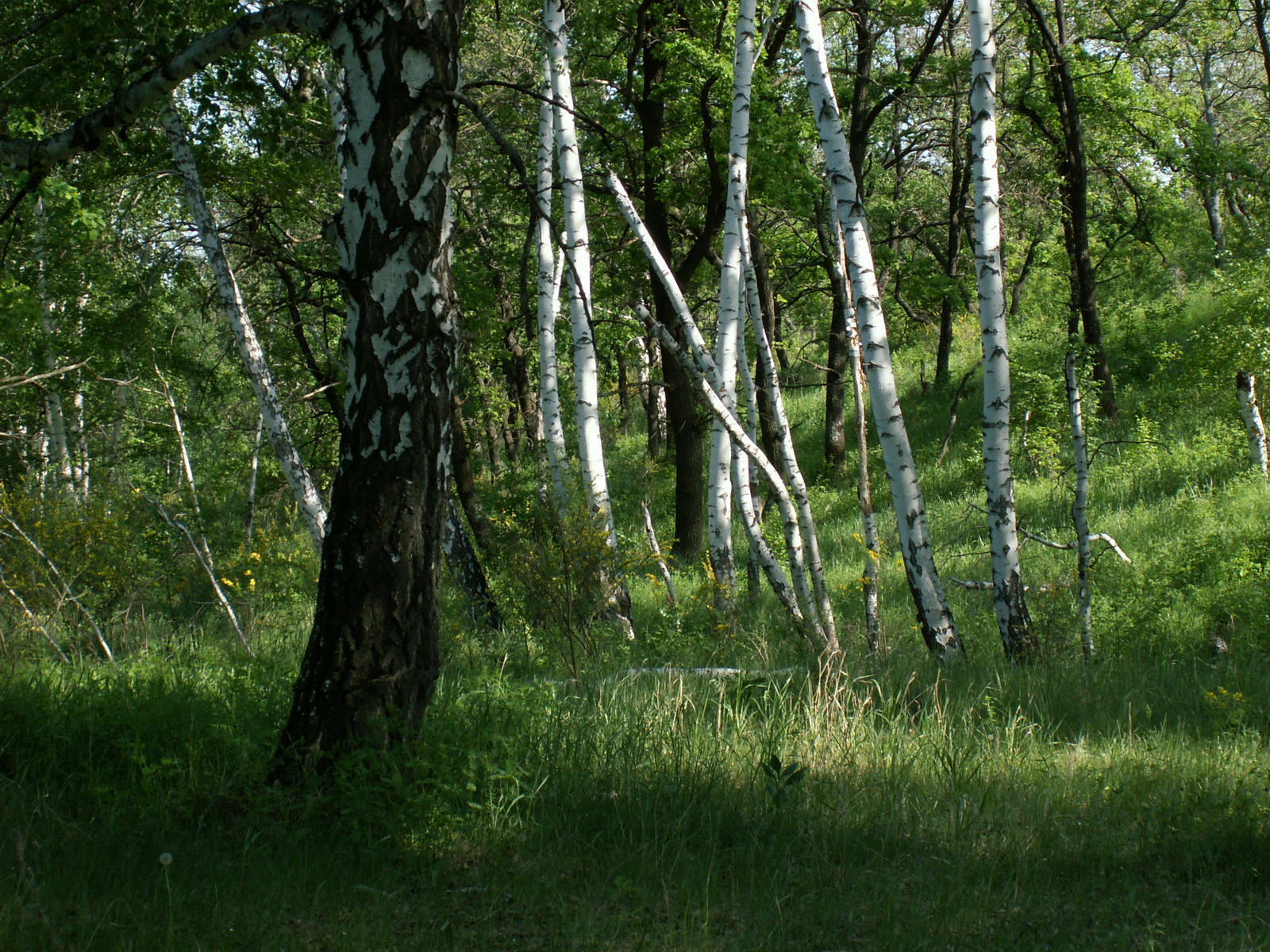 Балка Щербаковская, image of landscape/habitat.