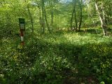 Агармышский лес, image of landscape/habitat.