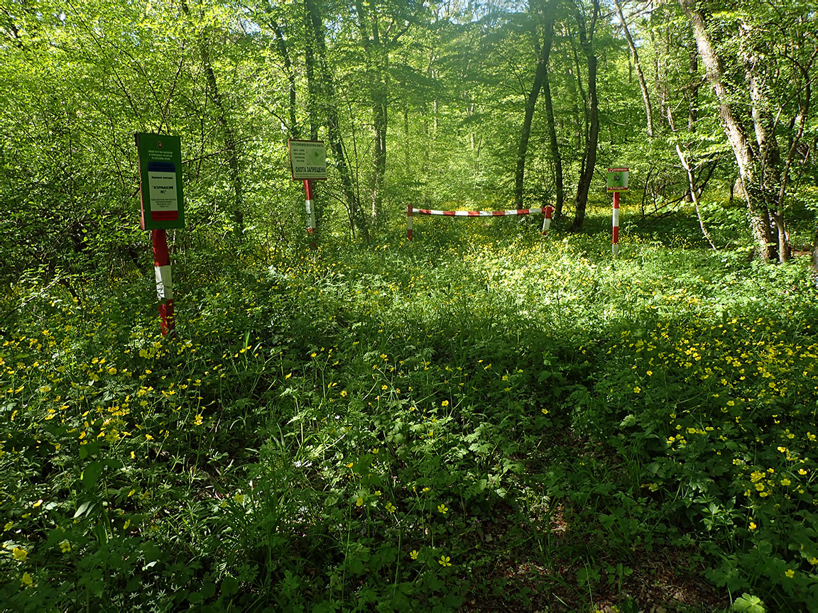 Агармышский лес, image of landscape/habitat.