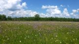 Соколова поляна, image of landscape/habitat.