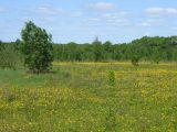 Image of landscape