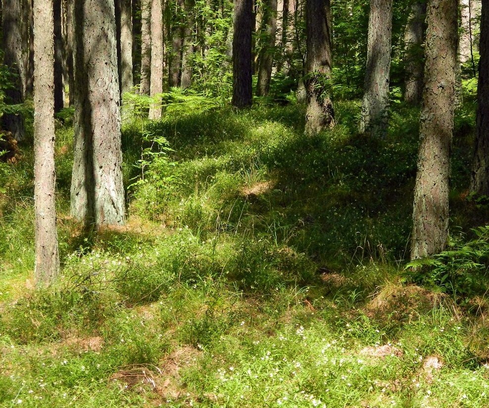 Куршская коса, image of landscape/habitat.