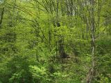 Image of landscape