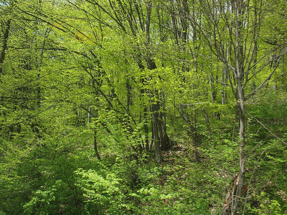 Низовья Куртатинского ущелья, image of landscape/habitat.
