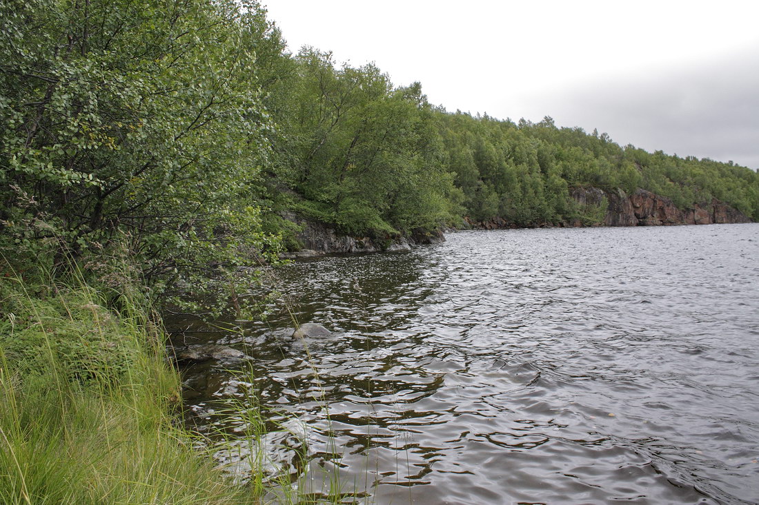 Окрестности Рогозера, image of landscape/habitat.