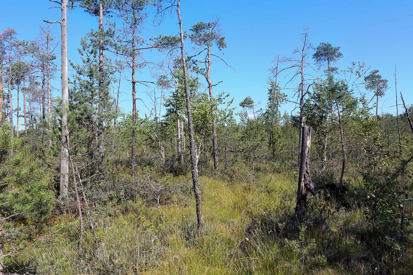 Окрестности Краснокамска, image of landscape/habitat.