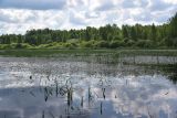 Борок и окрестности, image of landscape/habitat.