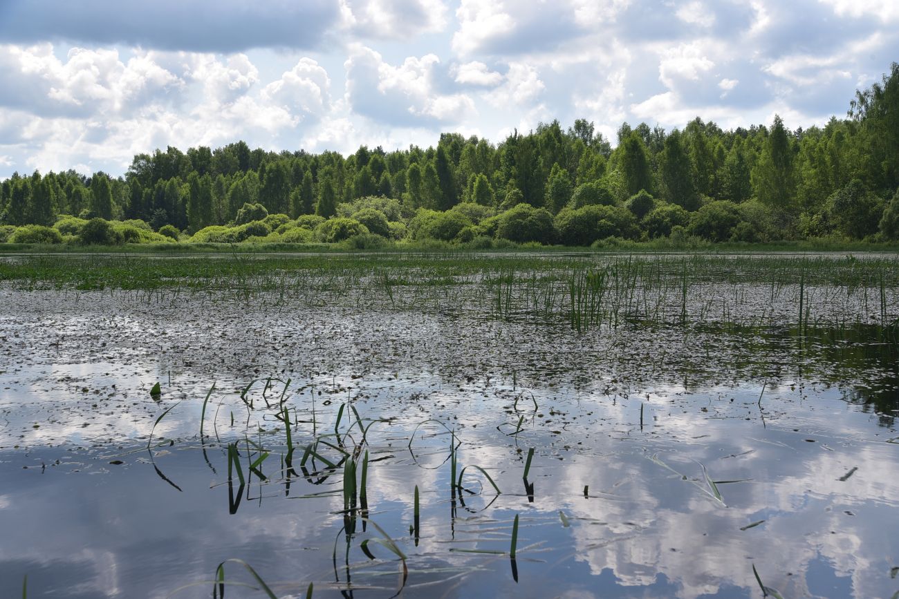 Борок и окрестности, image of landscape/habitat.