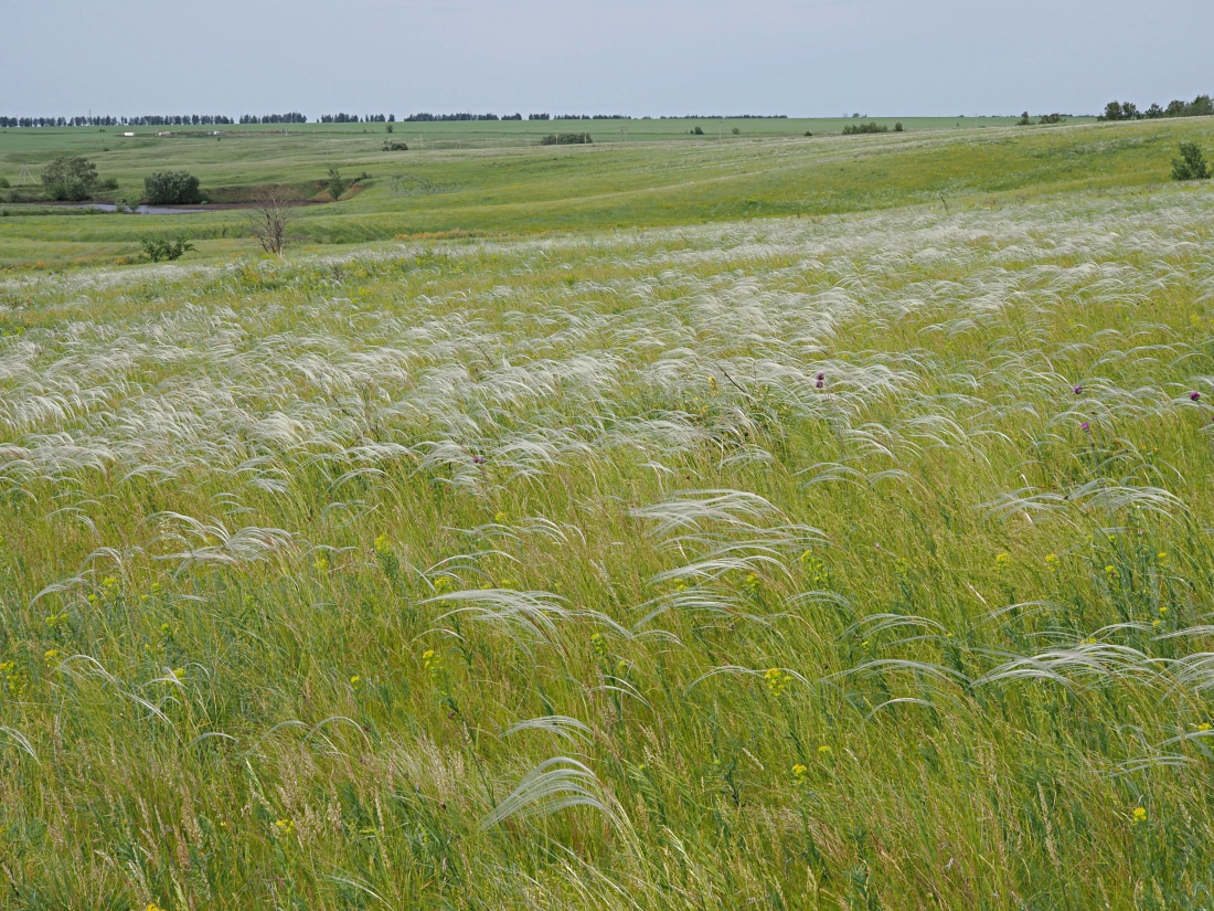 Долина реки Бирля и окрестности, image of landscape/habitat.