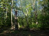 Агармышский лес, image of landscape/habitat.